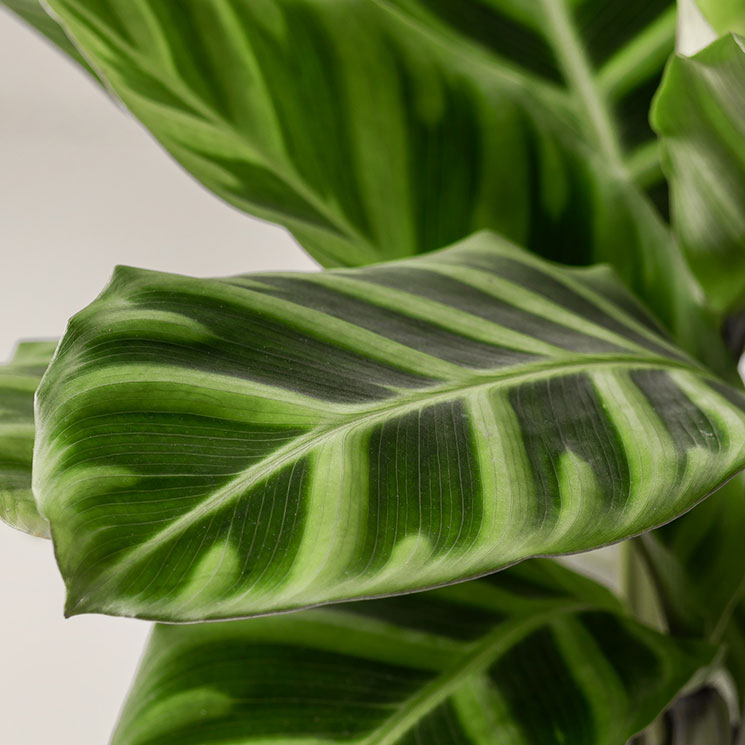 1280042_Calathea 14 cm_D.jpg