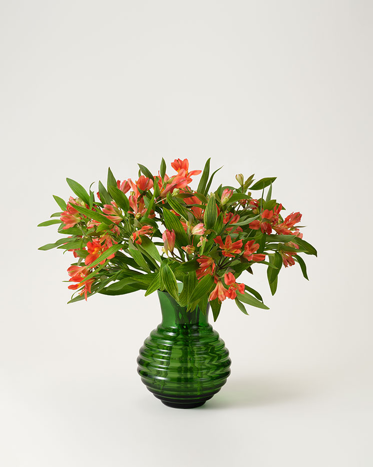 Alstroemeria orange