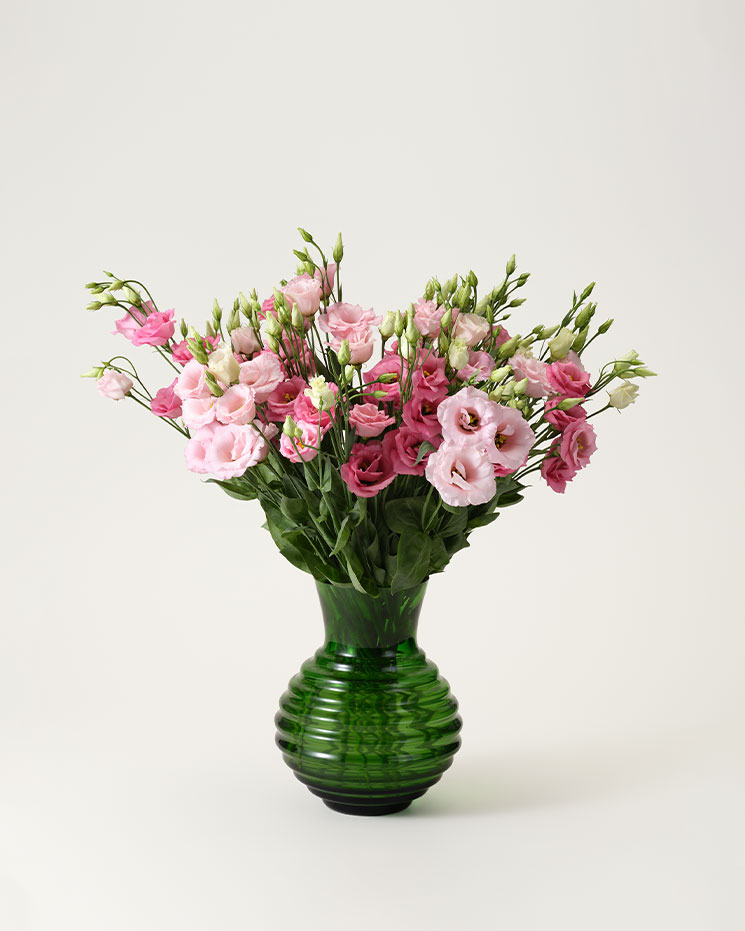 Prärieklocka, rosa