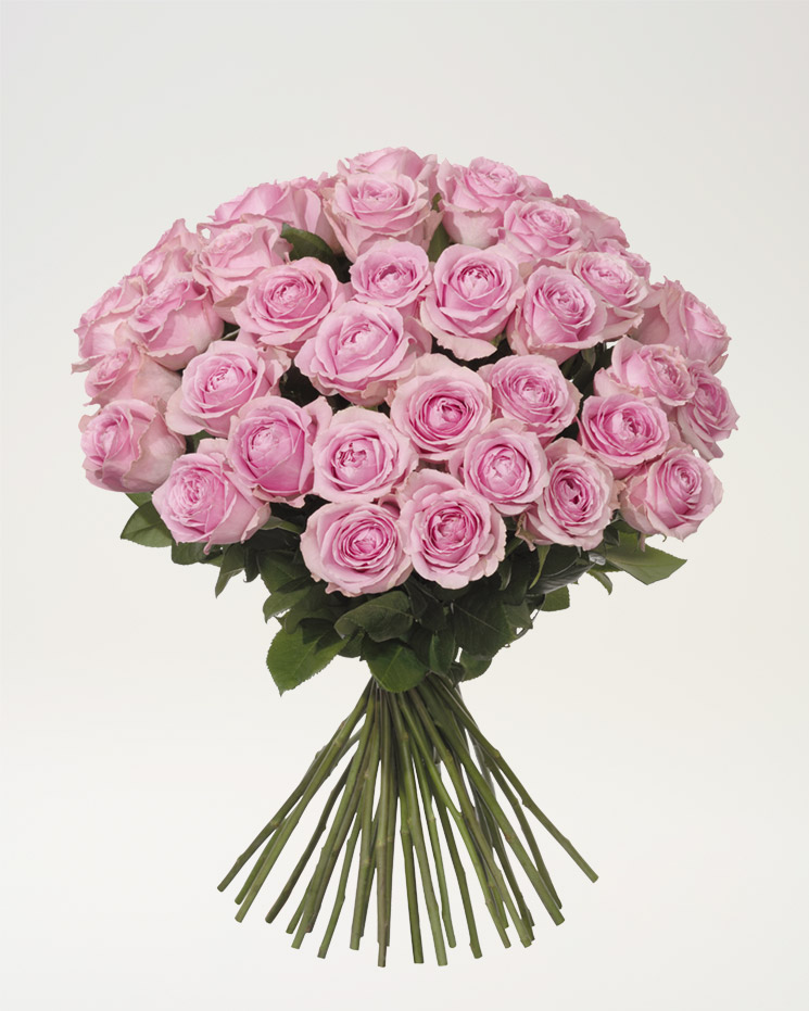 40 rosa rosor