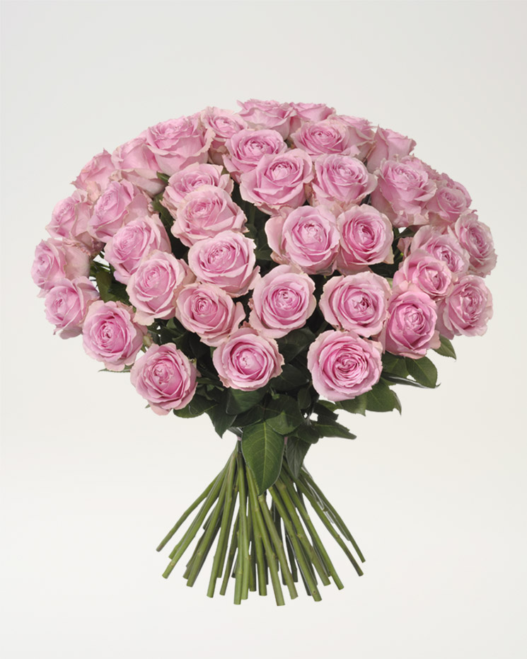 50 rosa rosor