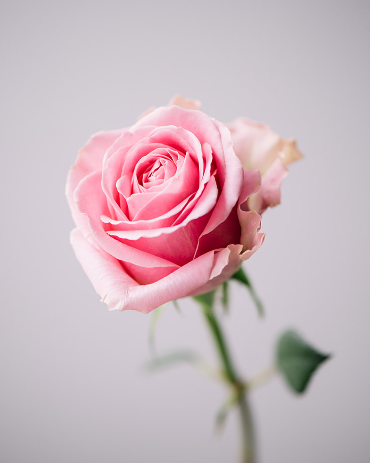 Ros, rosa